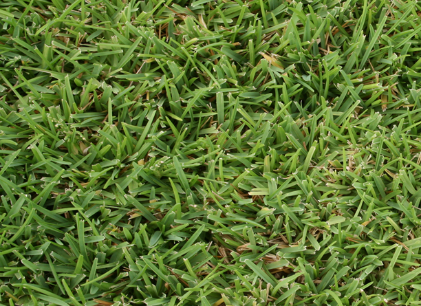 zoysia grass